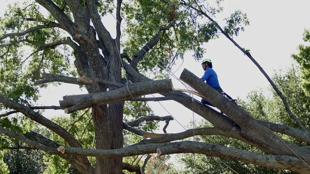 Professional Crown Thinning performed by certified arborists in Ennis