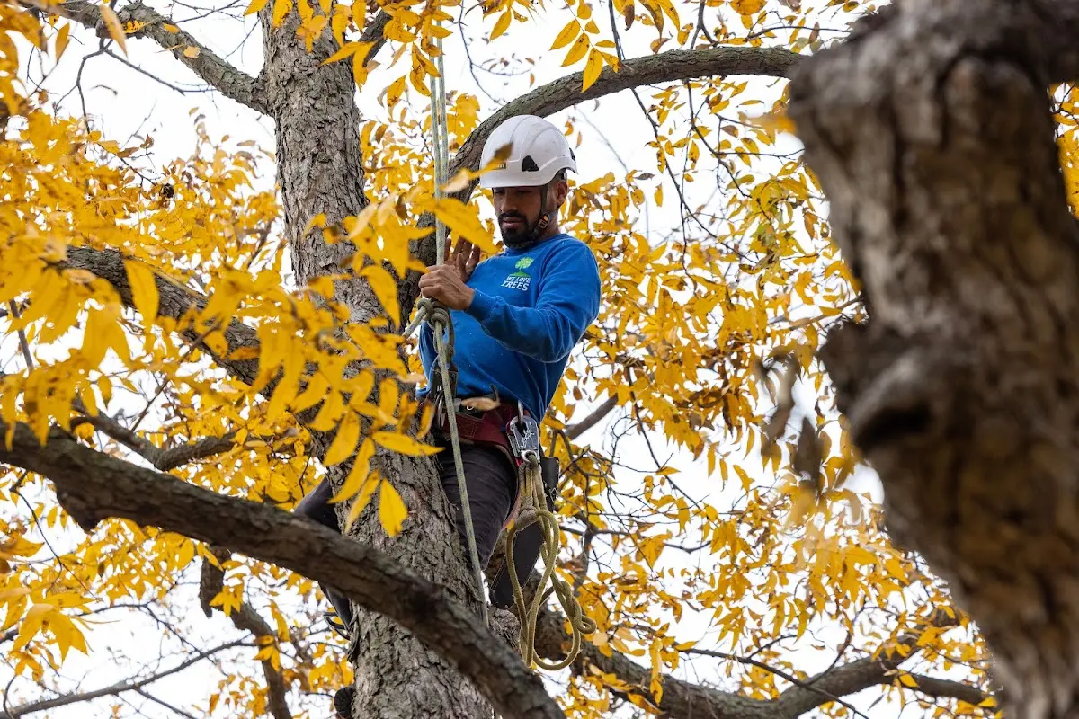 Skilled Tree Trimming crew working in Ennis